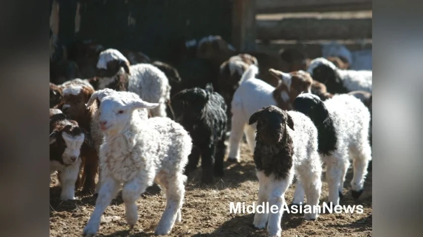 По состоянию на март было зарегистрировано 238 тысяч новорожденных животных
