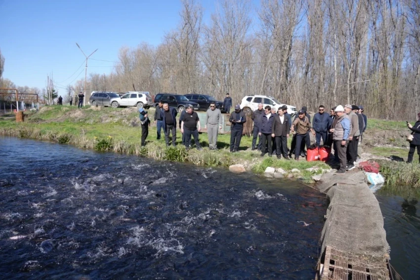 В КР рыбоводы требуют снижения налогов и устранения барьеров при экспорте