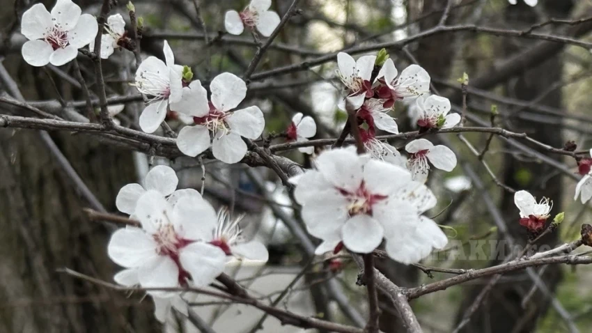 К концу недели в Казахстане ожидаются дожди