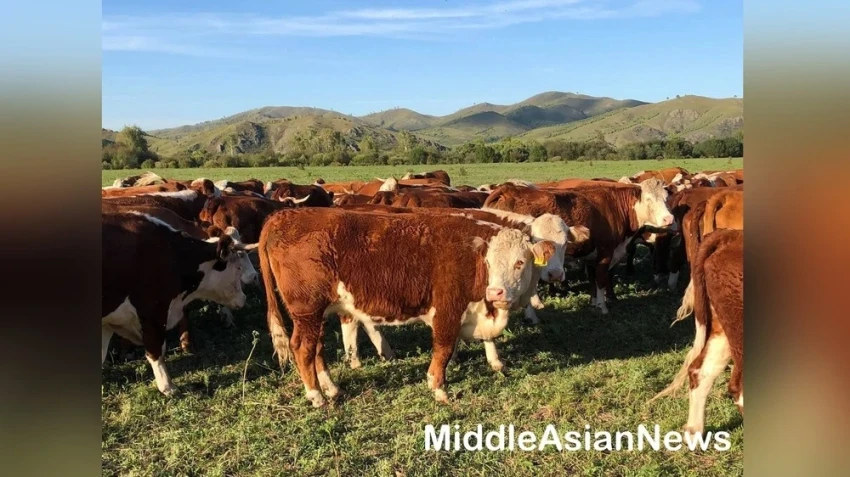 Китайские исследователи провели ДНК-тесты и проанализировали scRNA-seq монгольского КРС