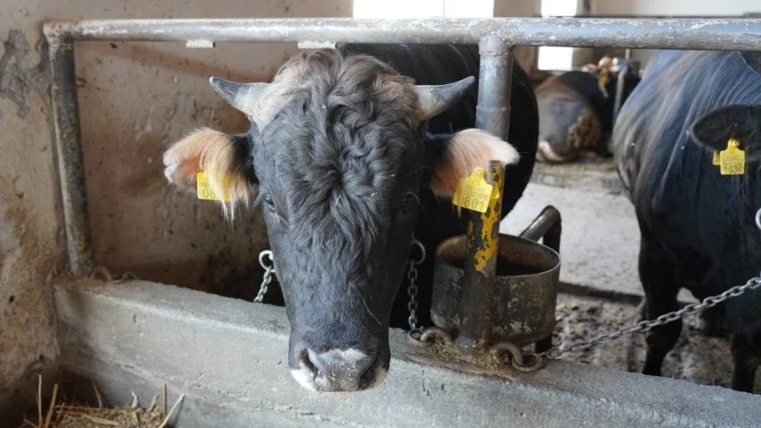 В Китае выявили вспышку нового для страны штамма ящура