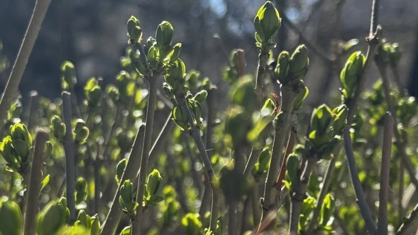 Дожди ожидаются в Казахстане в выходные